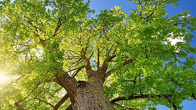Baum by AGrigorjeva iStock