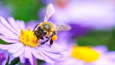 Biene auf Blume 2 by schnuddel iStock
